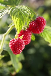 Photo of Red raspberries growing on bush outdoors, closeup