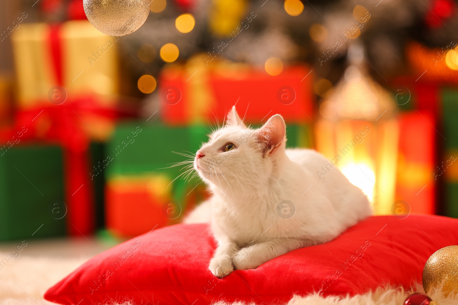 Photo of Cute white cat on pillow in room decorated for Christmas. Adorable pet