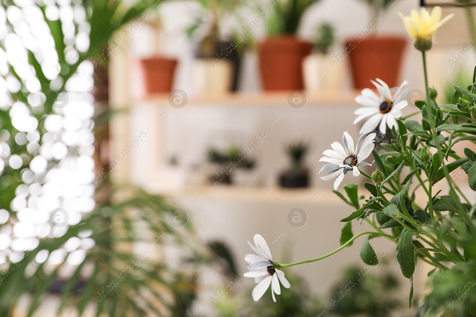 Photo of Stylish interior with potted plants, focus on beautiful daisy flowers. Space for text