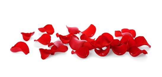 Photo of Fresh red rose petals on white background