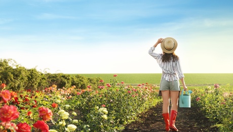 Woman with watering can walking near rose bushes outdoors. Gardening tool