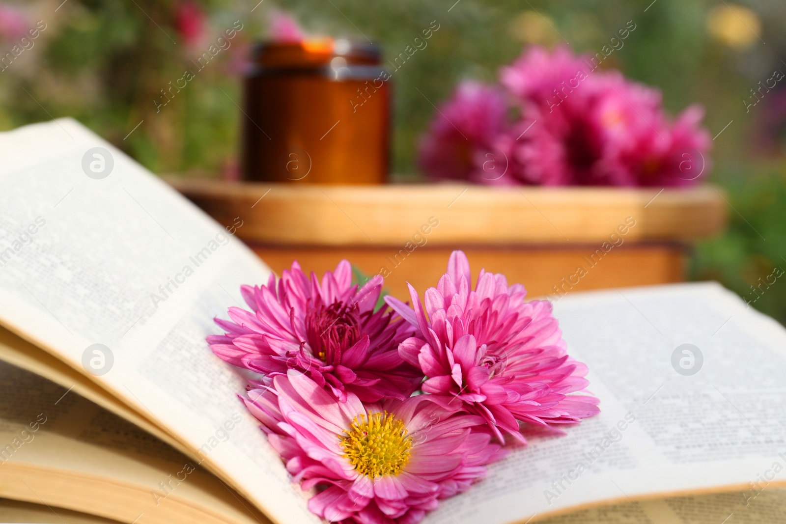 Photo of Book with chrysanthemum flowers as bookmark, closeup