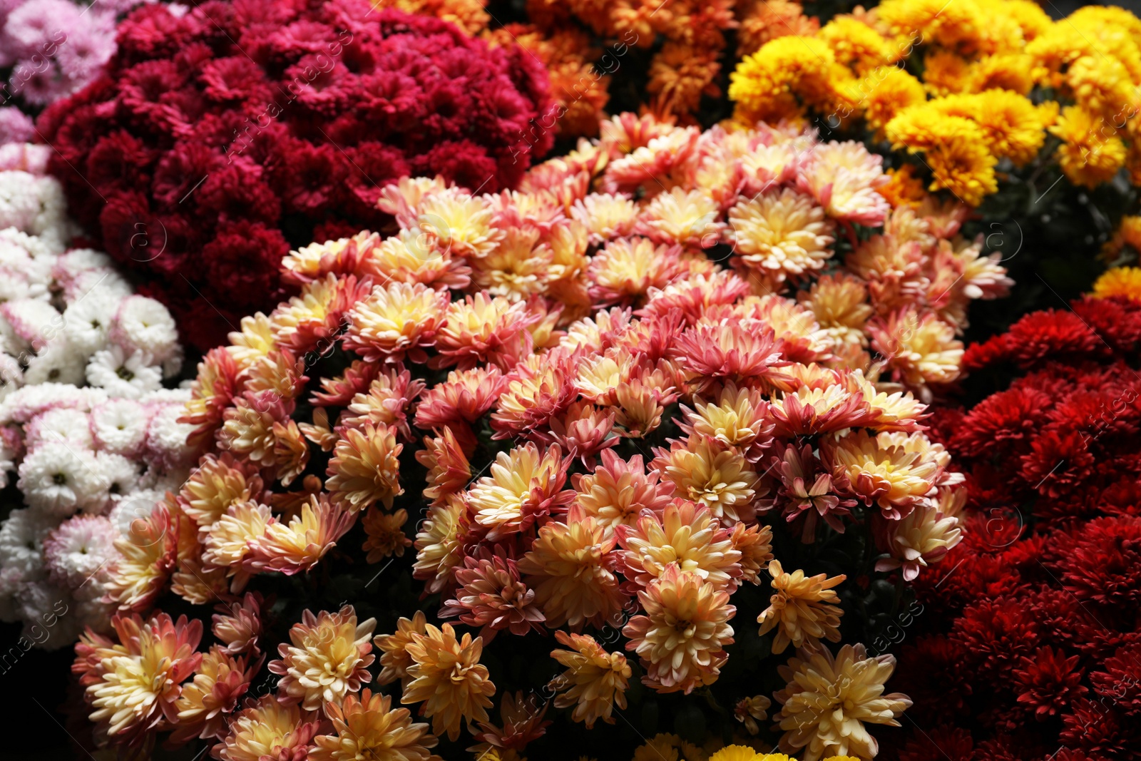 Photo of Beautiful different color Chrysanthemum flowers as background