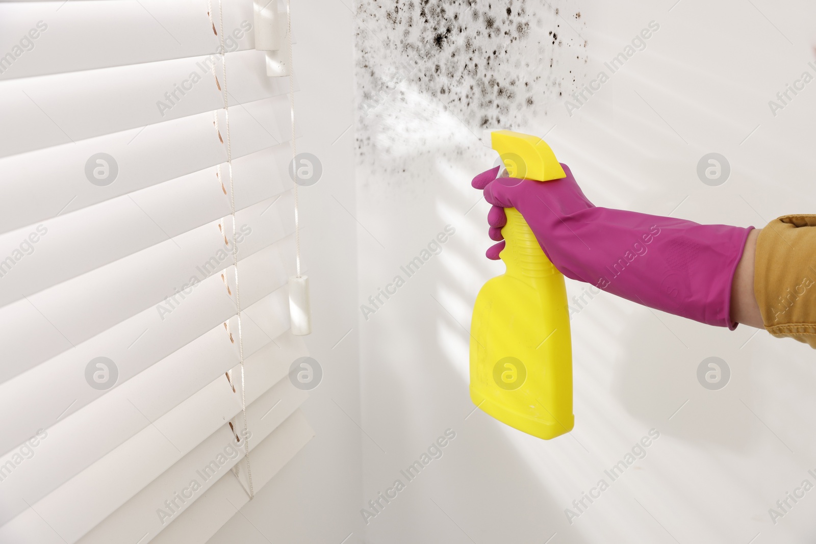 Image of Woman in rubber gloves spraying mold remover onto wall in room, closeup