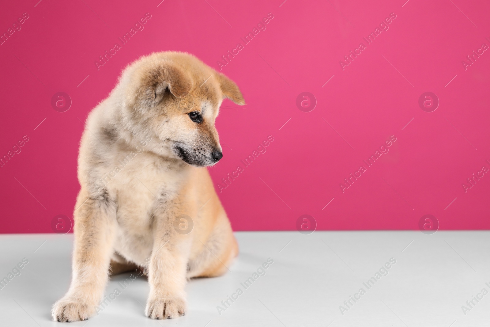 Photo of Adorable Akita Inu puppy on pink background, space for text