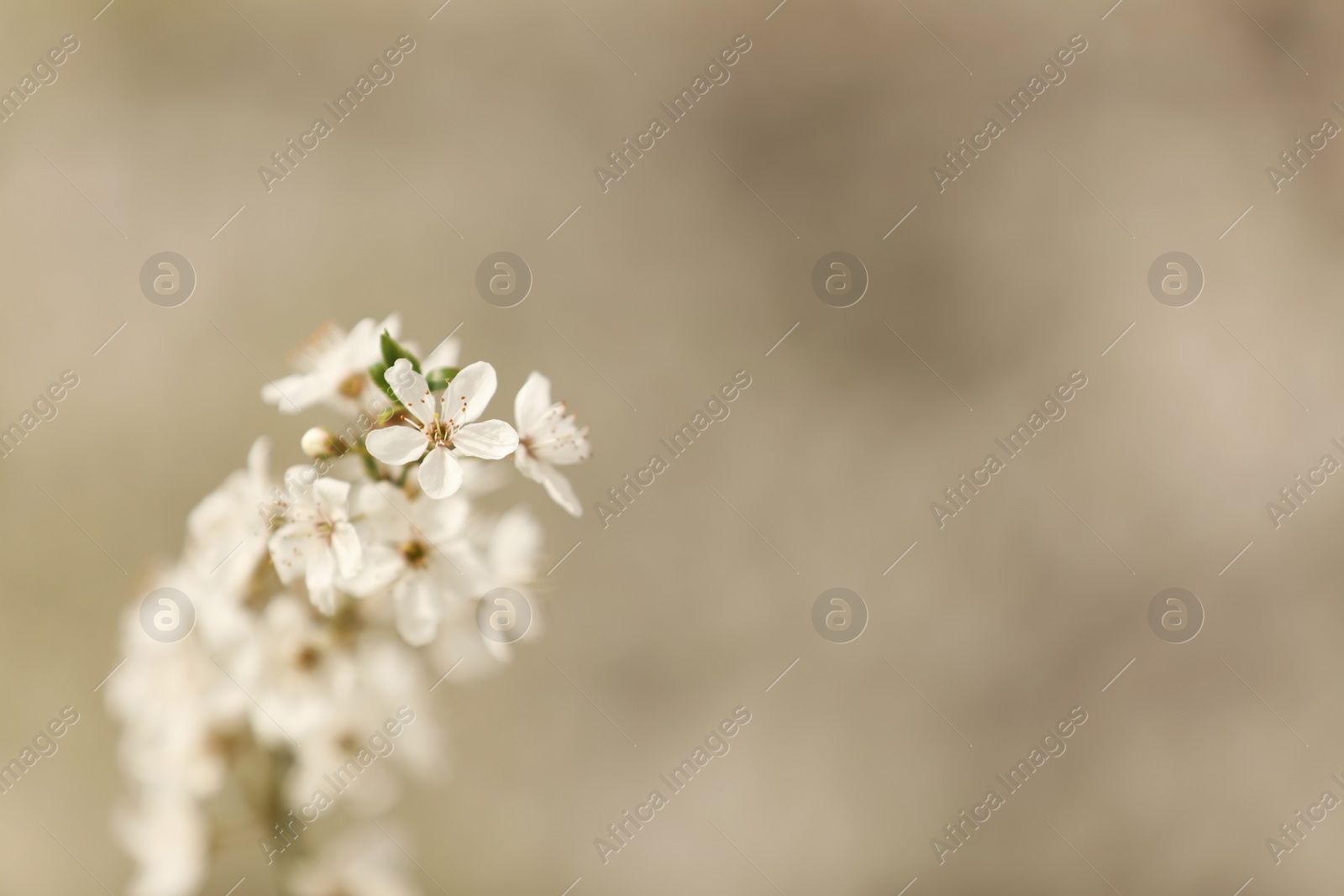 Photo of Closeup view of blossoming tree outdoors on spring day