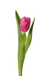 Photo of Beautiful pink tulip flower isolated on white