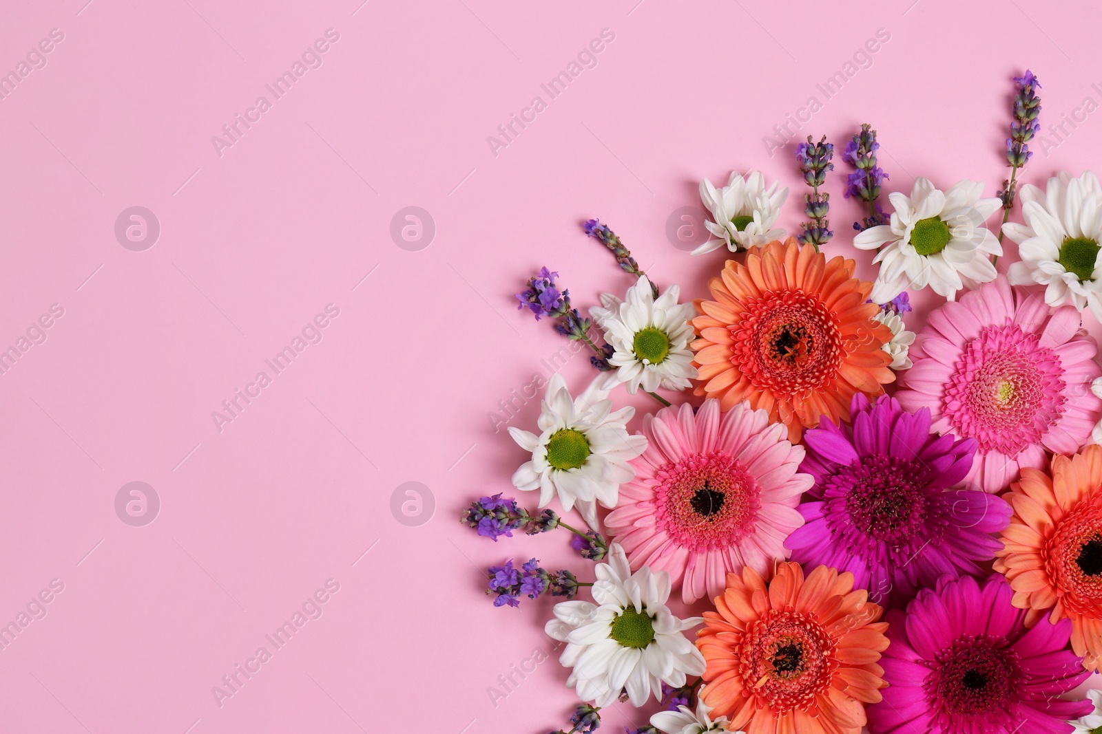 Photo of Flat lay composition with different beautiful flowers on pale pink background, space for text