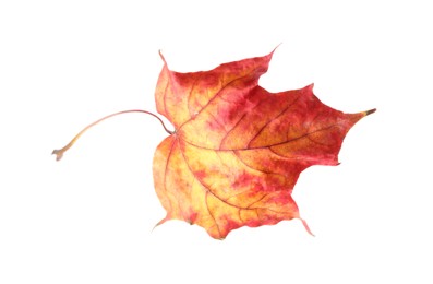 Autumn season. Maple leaf isolated on white