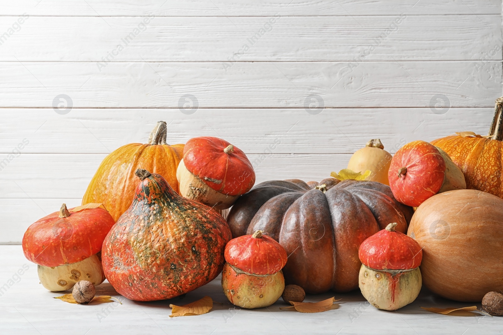 Photo of Different pumpkins on table against light wall. Autumn holidays