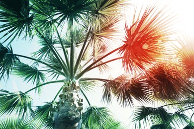 Beautiful palm tree outdoors on sunny summer day, low angle view. Stylized color toning