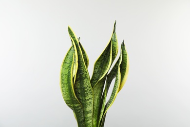 Photo of Beautiful sansevieria plant on white background. Home decor