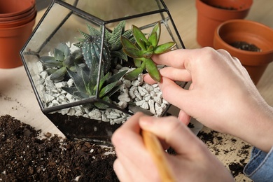 Photo of Woman transplanting home plants into florarium at table, closeup