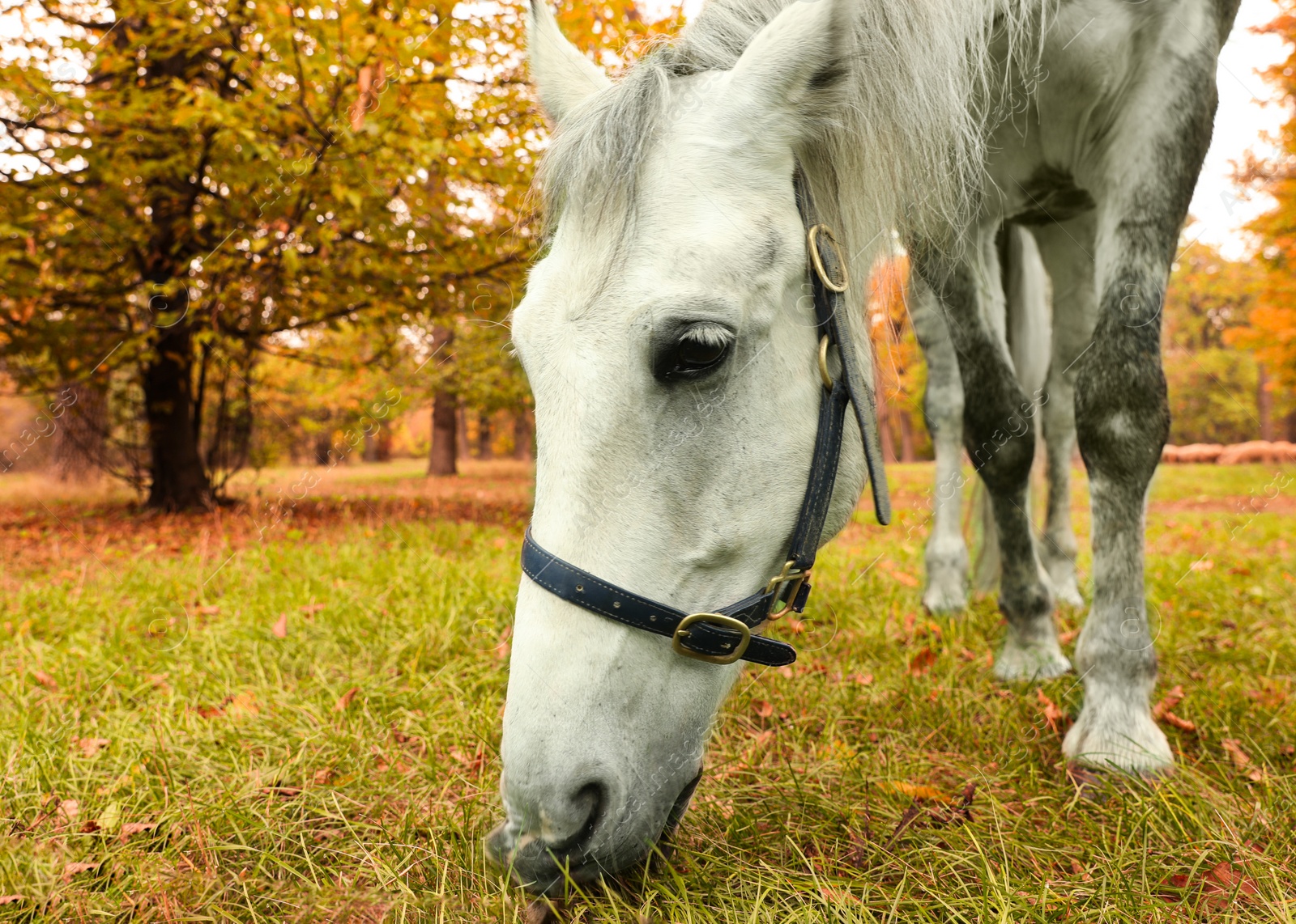 Photo of Horse with bridle in park on autumn day