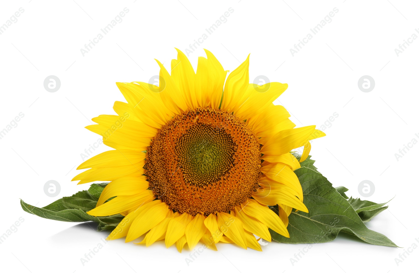 Photo of Beautiful sunflower with leaves on white background