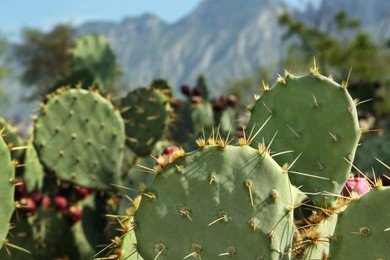 Photo of Beautiful prickly pear cacti growing outdoors on sunny day, closeup