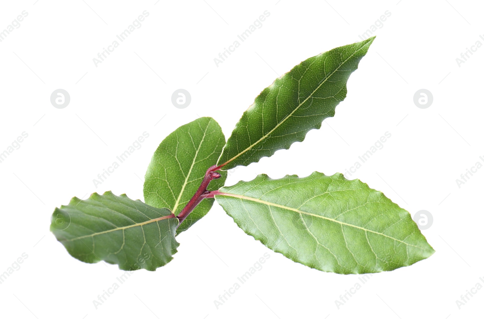 Photo of Branch with bay leaves isolated on white