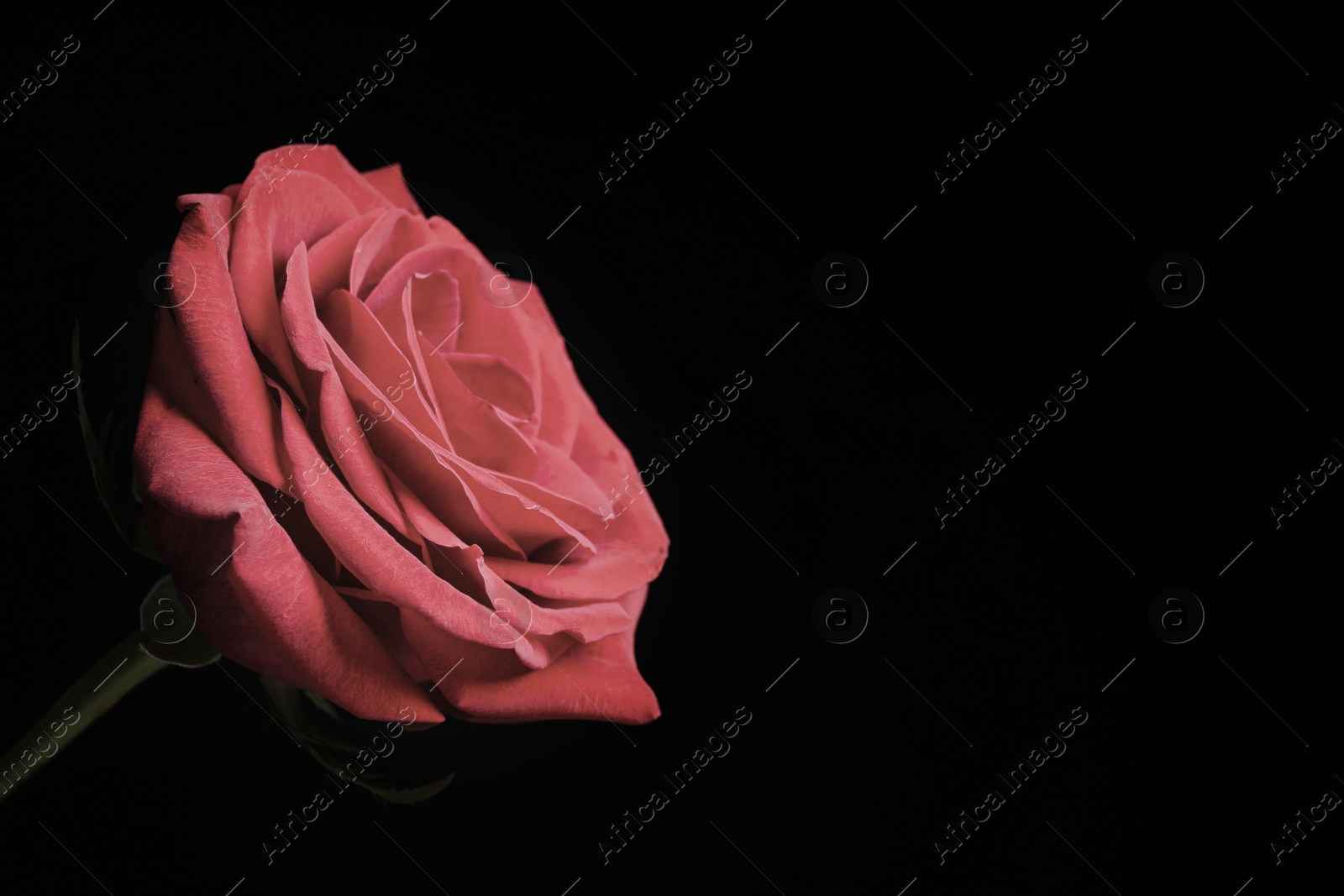 Photo of Beautiful rose on black background, space for text. Floral card design with dark vintage effect