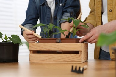 Mother and daughter planting seedlings in plastic containers together at wooden table indoors, closeup