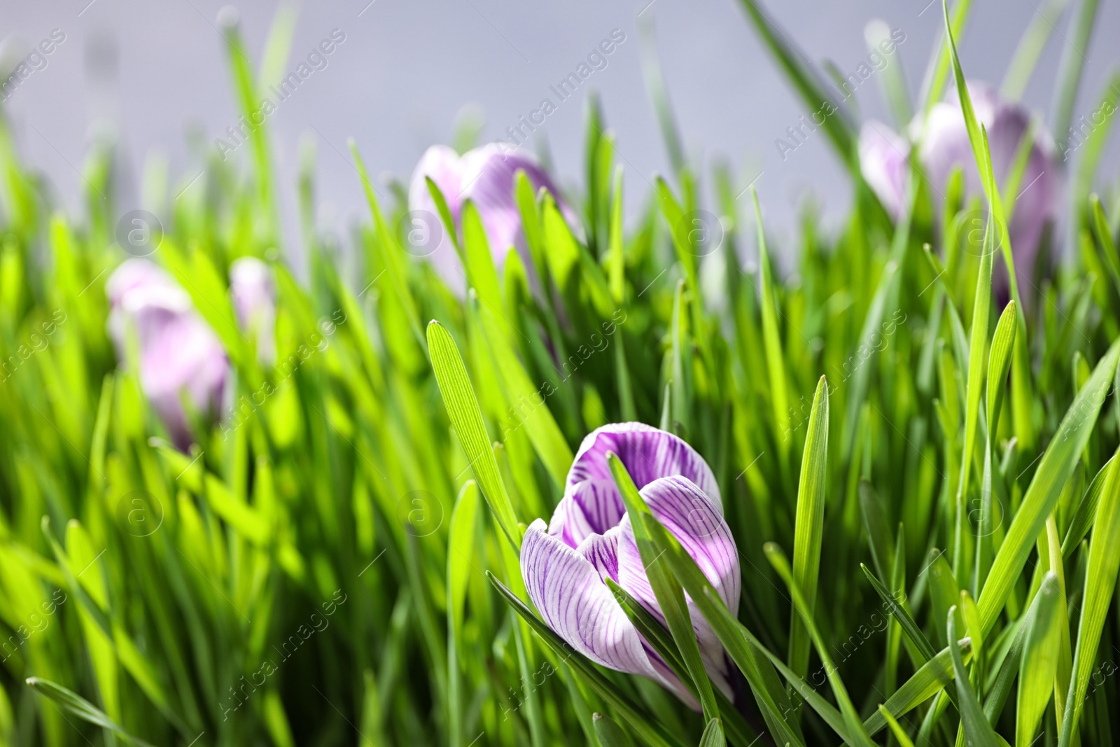 Photo of Fresh green grass and crocus flowers on light background, closeup. Spring season