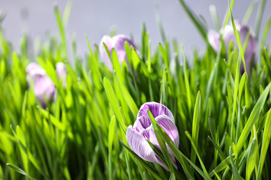 Fresh green grass and crocus flowers on light background, closeup. Spring season