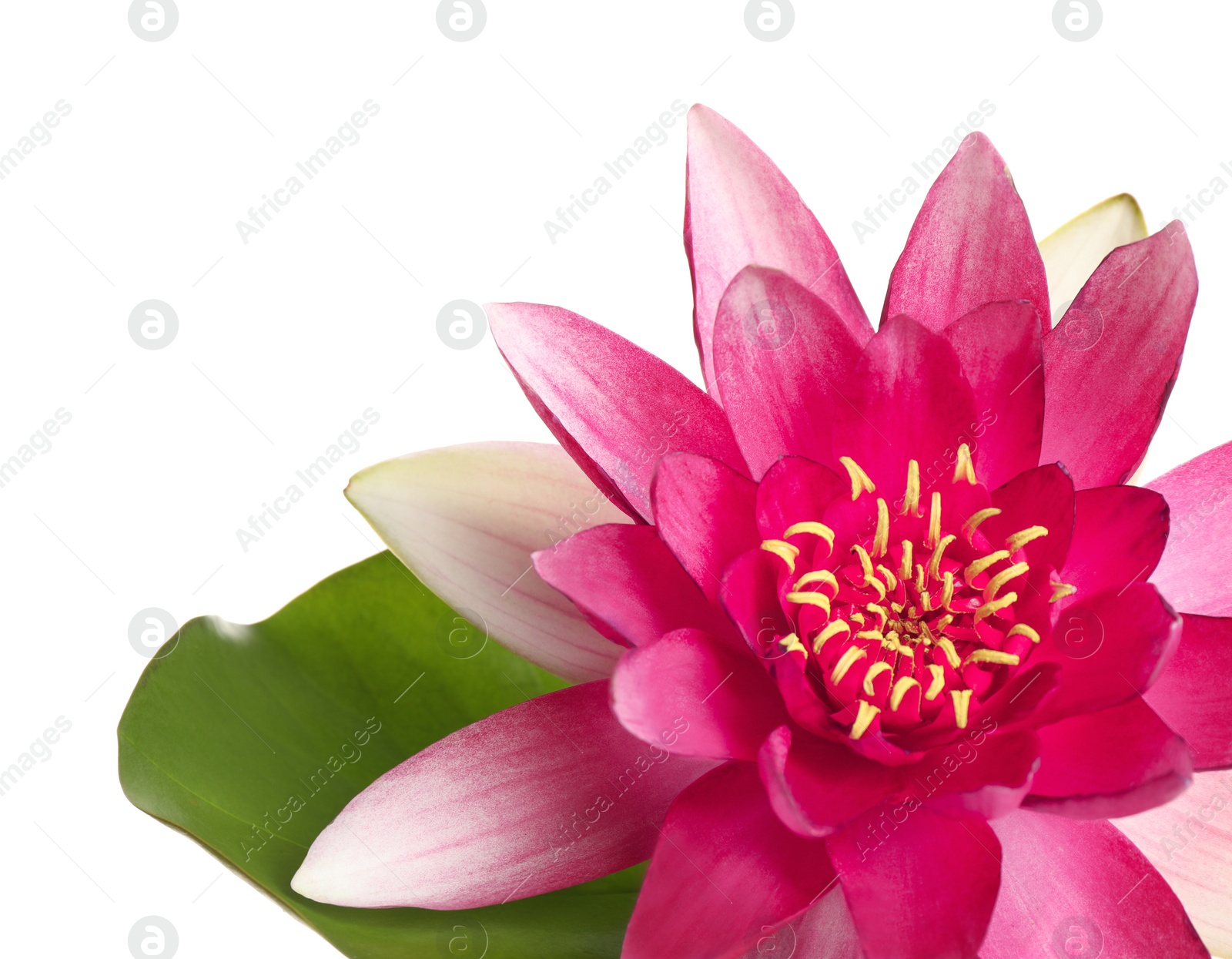 Photo of Beautiful blooming lotus flower with green leaf isolated on white, closeup