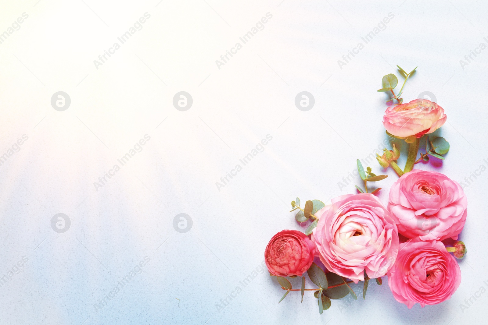 Image of Beautiful ranunculus flowers on light background, flat lay. Space for text