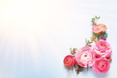 Image of Beautiful ranunculus flowers on light background, flat lay. Space for text