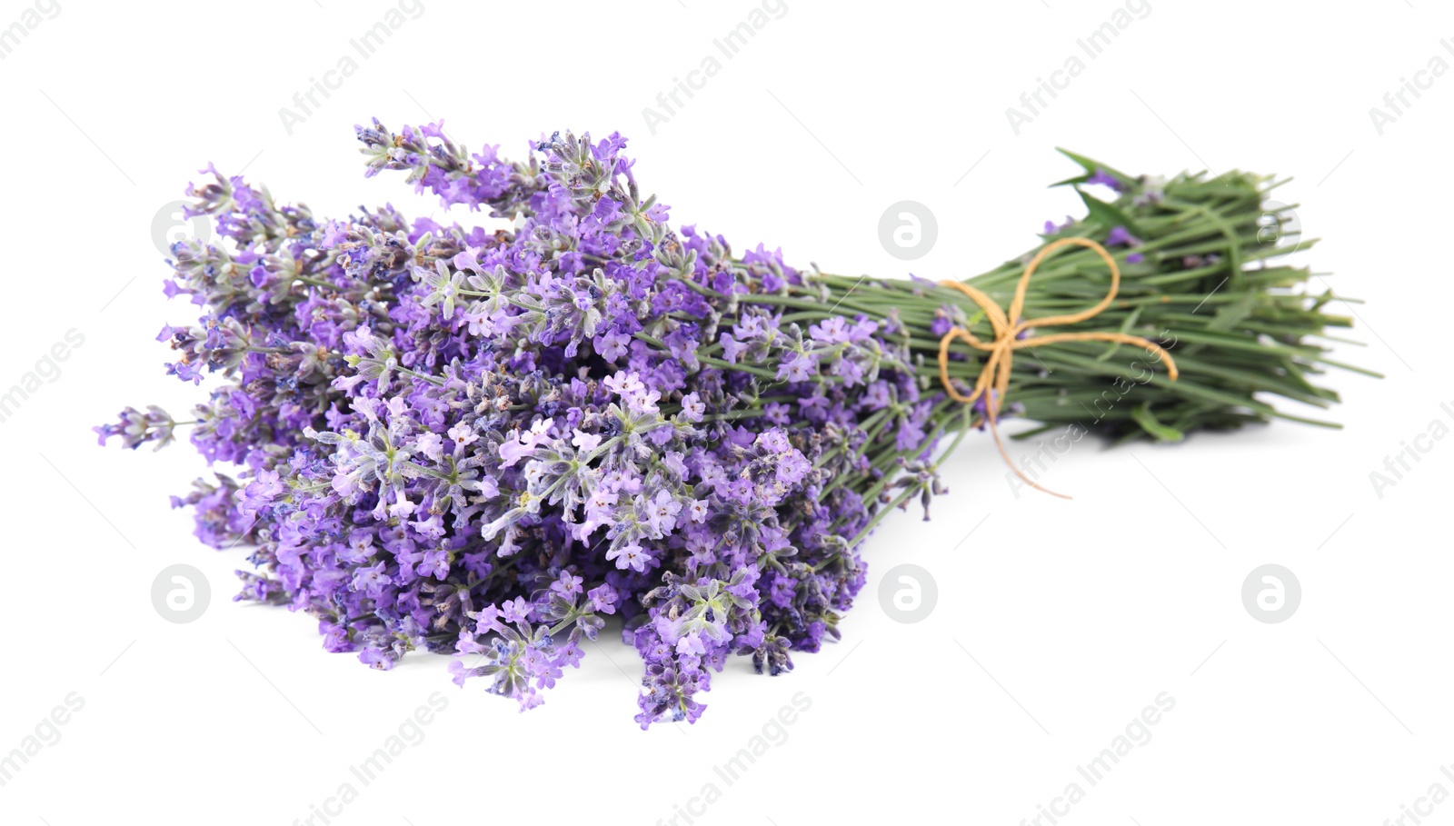 Photo of Beautiful tender lavender flowers on white background