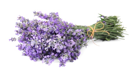 Beautiful tender lavender flowers on white background