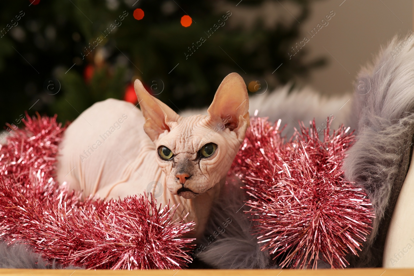 Photo of Adorable Sphynx cat with colorful tinsel on fluffy blanket indoors