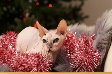 Adorable Sphynx cat with colorful tinsel on fluffy blanket indoors