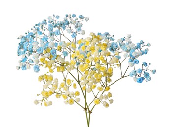 Photo of Beautiful colorful gypsophila flowers on white background