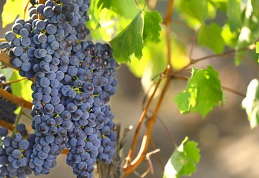 Fresh ripe juicy grapes growing in vineyard