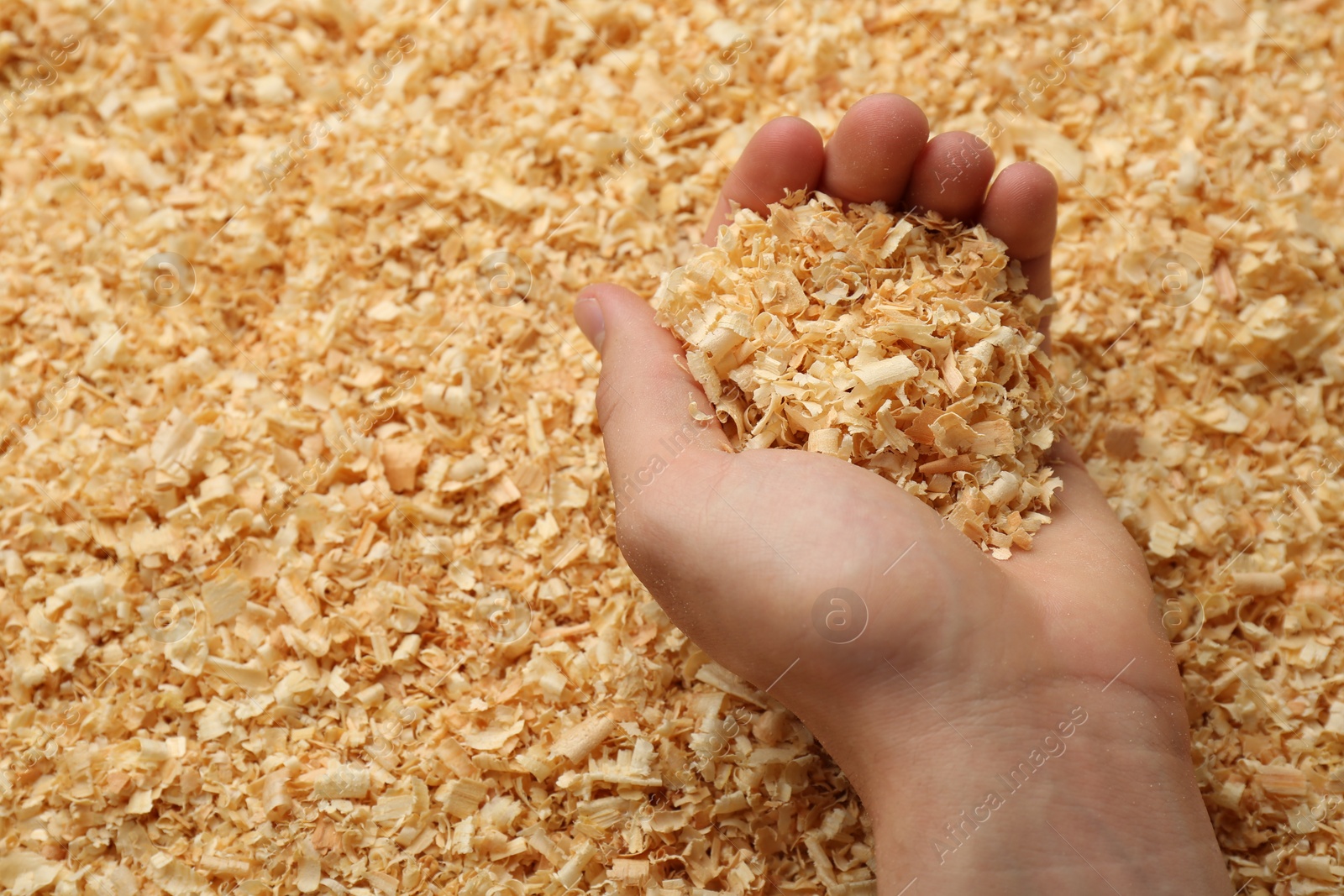 Photo of Woman holding dry natural sawdust, closeup view