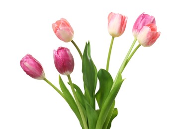 Beautiful pink tulip flowers isolated on white