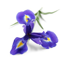 Photo of Beautiful violet iris flower isolated on white