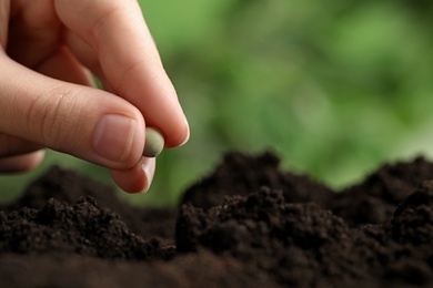 Photo of Woman putting pea into fertile soil against blurred background, closeup with space for text. Vegetable seed planting