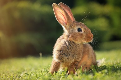 Photo of Cute fluffy rabbit on green grass outdoors. Space for text