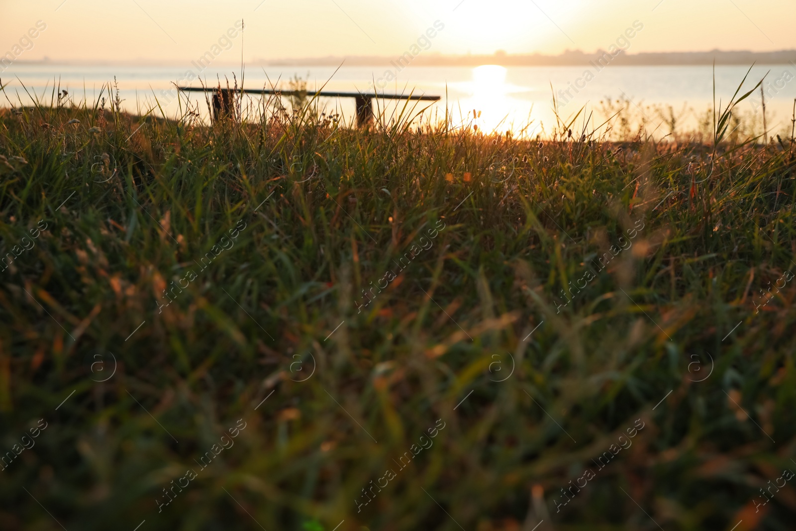 Photo of Beautiful green grass near river at sunrise. Early morning landscape