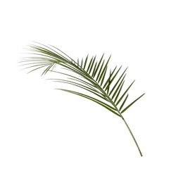 Photo of Lush green branch of palm isolated on white