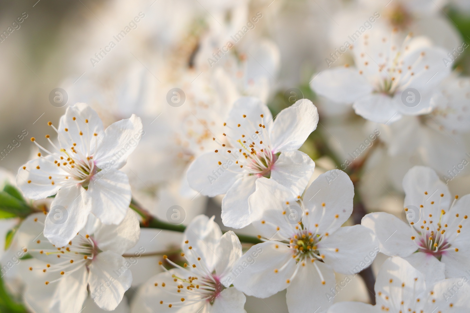 Photo of Cherry tree with white blossoms on blurred background, closeup. Spring season