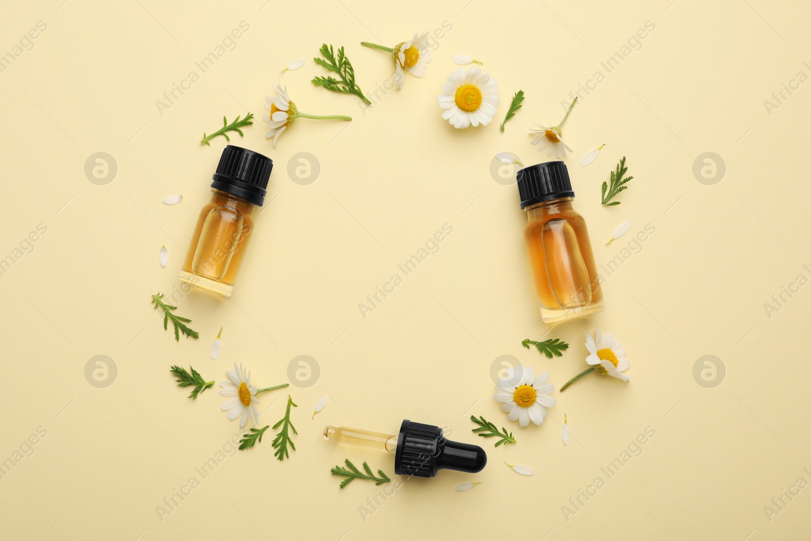 Photo of Flat lay composition with chamomile flowers and cosmetic bottles of essential oil on color background. Space for text