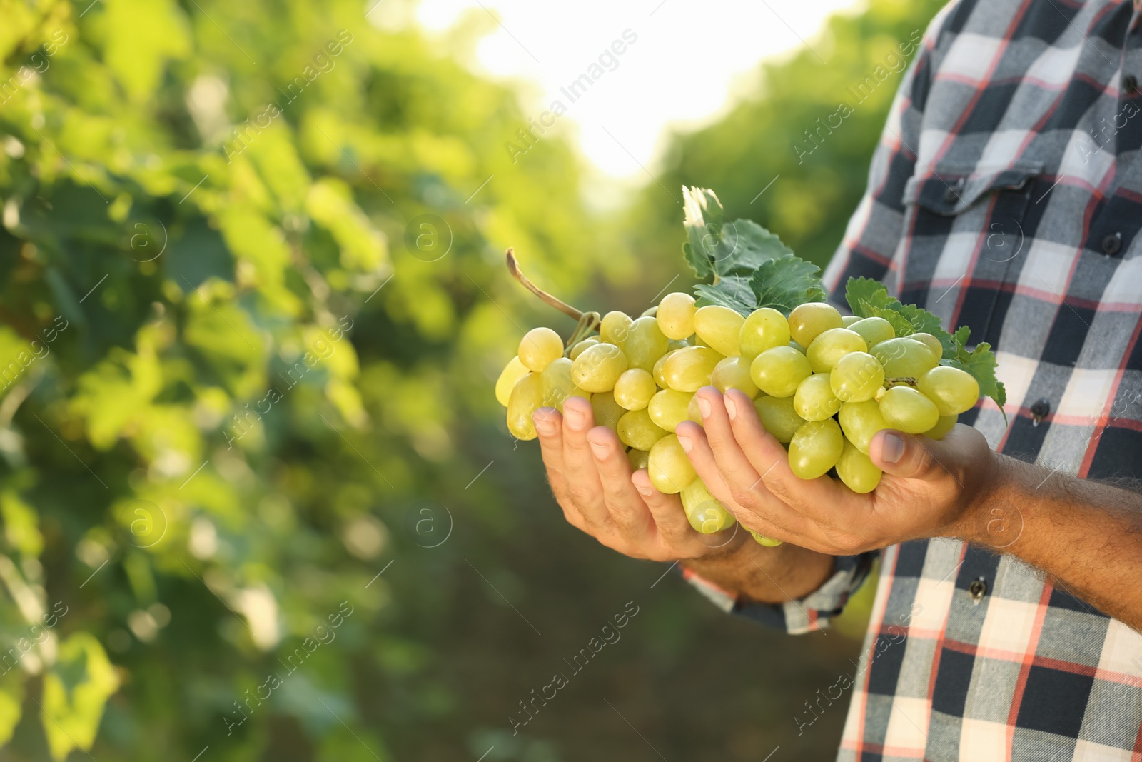 Photo of Man holding bunch of fresh ripe juicy grapes in vineyard, closeup