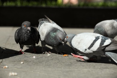 Photo of Beautiful grey doves feeding on city street, closeup