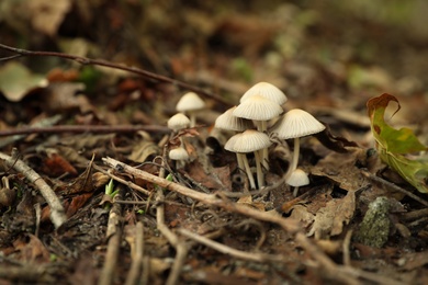 Photo of Mushrooms growing in forest, closeup. Picking season