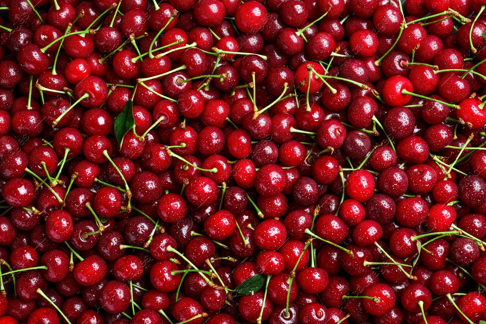 Photo of Sweet red cherries with water drops as background, top view