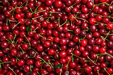 Sweet red cherries with water drops as background, top view