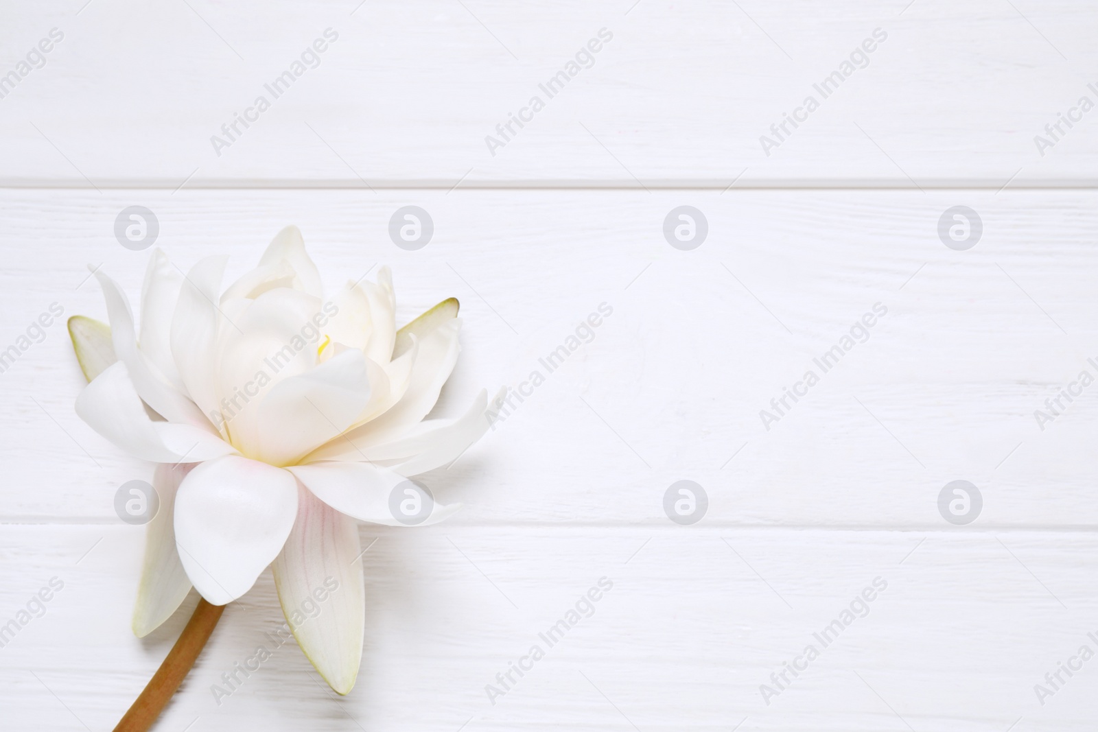 Photo of Beautiful blooming lotus flower on white wooden table, top view. Space for text