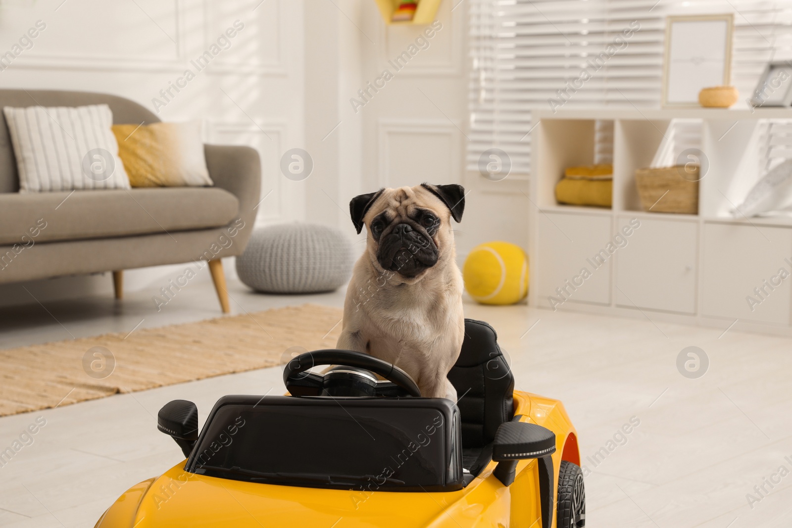 Photo of Adorable pug dog in toy car indoors